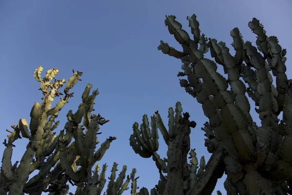 Zimbabue Euforbia Naturaleza Día Soleado —  Fotos de Stock