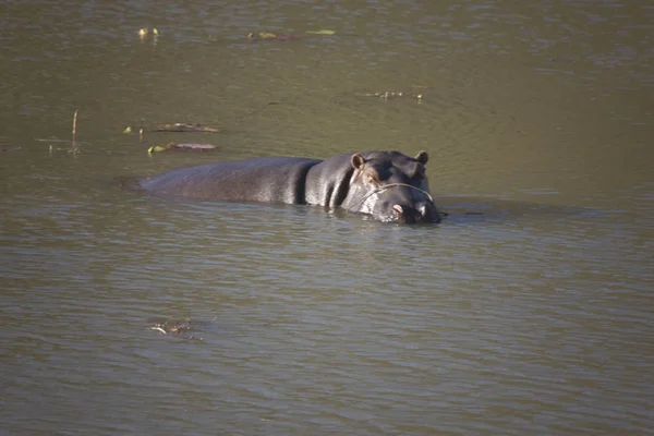 Zimbabwe River Zambezi Hippopotamus in the water close-up on a sunny day