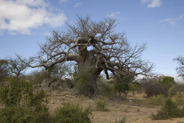 Zimbabwe Junge Baobab Sommer Sonniger Tag — Stockfoto