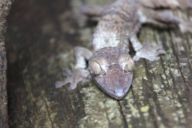 Düz kuyruk yakın çekim ile Madagaskar kertenkele.