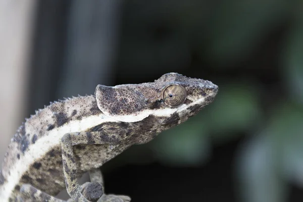 Madagaskarin Kameleontti Lähikuva Päivällä — kuvapankkivalokuva