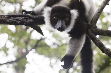 Madagascar vari lemur (Varecia Variegata) yakın çekim
