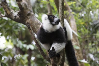 Madagascar vari lemur (Varecia Variegata) yakın çekim