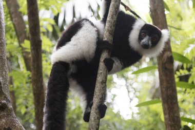 Madagascar vari lemur (Varecia Variegata) yakın çekim