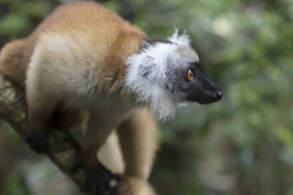 Madagaskar Brązowy Lemur Zbliżenie — Zdjęcie stockowe