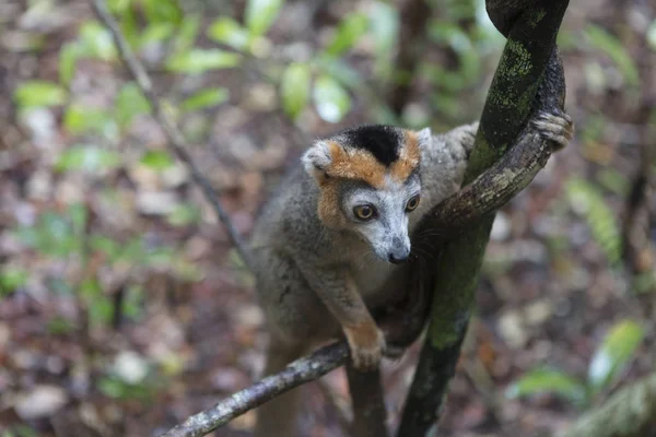 Madagaskar Katt Lemur Närbild — Stockfoto