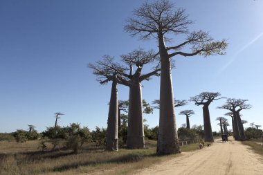 Açık bir yaz gününde Madagascar Baobab Alley