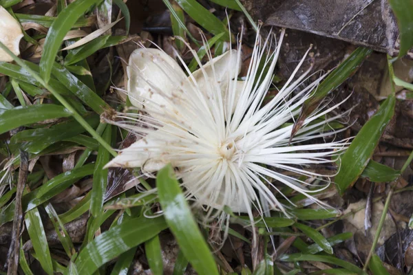 Schöne Blume Von Madagaskar — Stockfoto