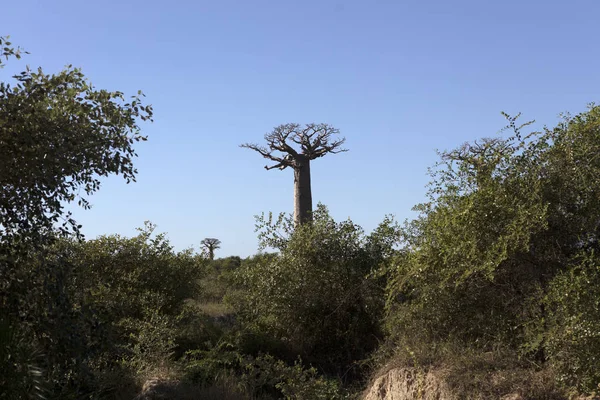 Callejón Del Baobab Madagascar Día Claro Verano — Foto de Stock