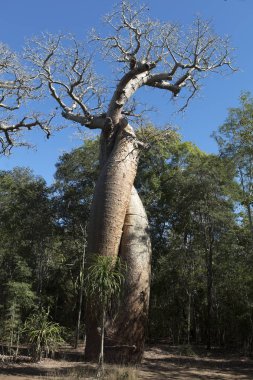 Madagaskar. Yağmur ormanları içinde öpüşme benzersiz baobabs.