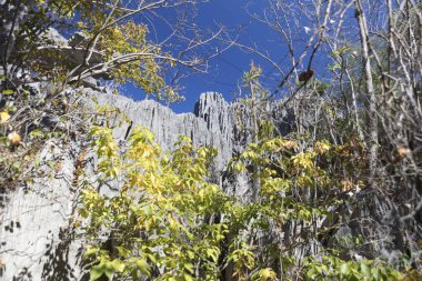 Madagaskar Tsingy De Bemaraha Milli Parklar güneşli bir yaz gününde