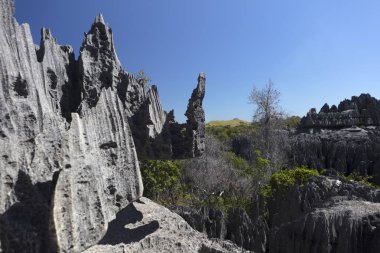 Madagaskar Tsingy De Bemaraha Milli Parklar güneşli bir yaz gününde