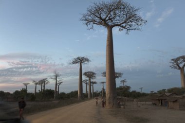 Güneşli bir günde gün batımında Madagaskar baobab sokak