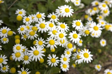 Papatya çiçekleri yakın