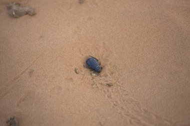 Bahar ın şafağında Merzouga yakınlarındaki Fas Sahra Çölü