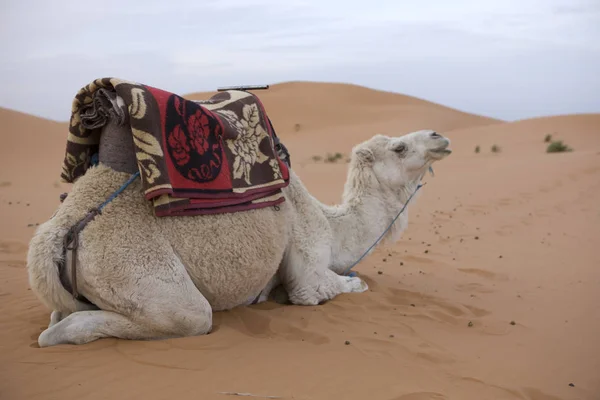 Marocco Cammello Nel Deserto Del Sahara All Alba Giorno Primavera — Foto Stock