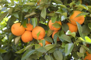 Bir ağaç dalı üzerinde Olgun mandalina yakın