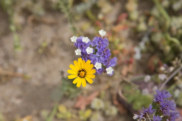Wildflowers Sunny Spring Day — Stock Photo, Image