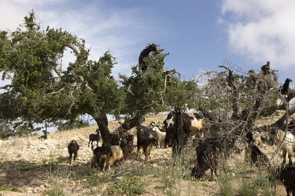 Marokkanische Ziegen Weiden Einem Sonnigen Tag Auf Einem Arganbaum — Stockfoto