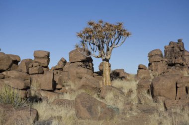 Güneşli bir günde ejderha ağaçlarına Namibya Keetmanshoop Keetmanshoop Quivertree Ormanı