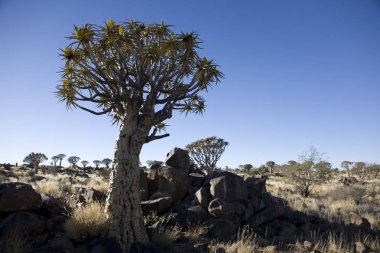 Güneşli bir günde ejderha ağaçlarına Namibya Keetmanshoop Keetmanshoop Quivertree Ormanı