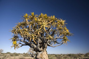 Güneşli bir günde ejderha ağaçlarına Namibya Keetmanshoop Keetmanshoop Quivertree Ormanı