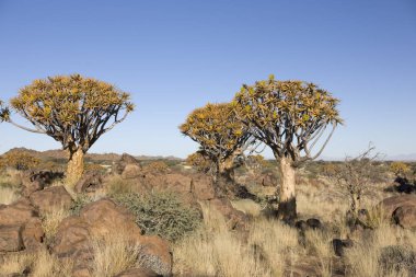 Güneşli bir günde ejderha ağaçlarına Namibya Keetmanshoop Keetmanshoop Quivertree Ormanı