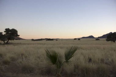 Güneşli bir yaz gününde Namibya savana manzara