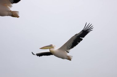 Bir bulutlu gün uçuş closeup Namibya Swakopmund Walvis Bay Lagoon Pelican