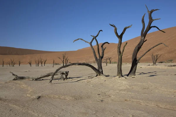 Namib Pouštní Údolí Smrti Namib Deadvlei Slunného Letního Dne — Stock fotografie