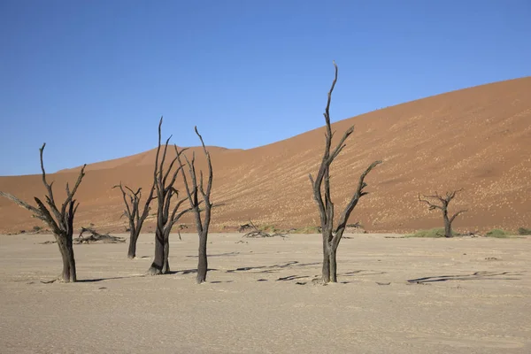 Namib Pouštní Údolí Smrti Namib Deadvlei Slunného Letního Dne — Stock fotografie