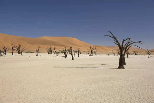 Namib Pouštní Údolí Smrti Namib Deadvlei Slunného Letního Dne — Stock fotografie