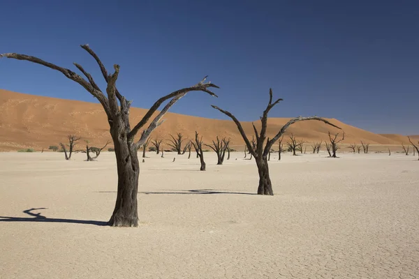 Namib Пустелі Долині Смерті Namib Deadvlei Сонячний День Літа — стокове фото