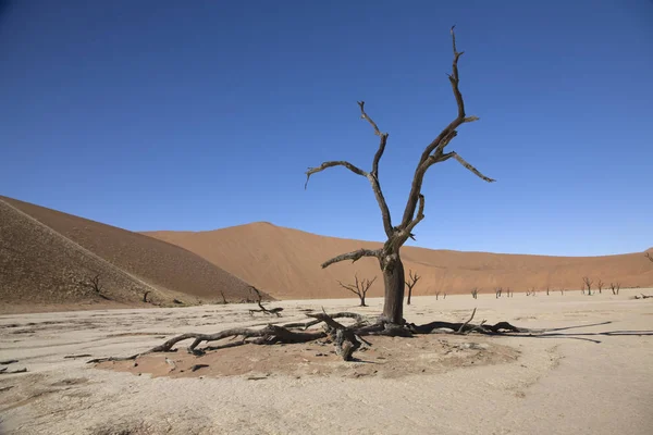 纳米布沙漠死亡谷纳米布 在一个阳光明媚的夏日 Deadvlei — 图库照片