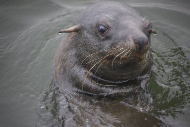 Bulutlu bir günde deniz aslanı yakın çekim