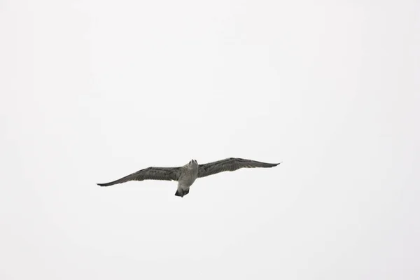 Seagull Letu Blízko Oblačné Denní — Stock fotografie