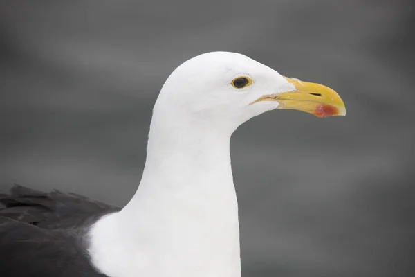 Seagull Close Een Bewolkte Dag — Stockfoto