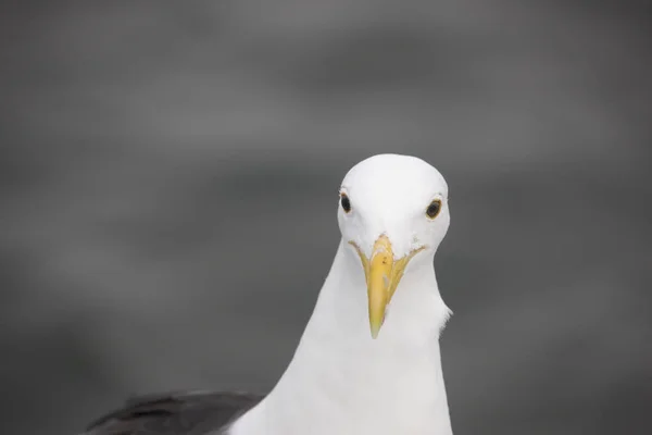 Seagull Close Een Bewolkte Dag — Stockfoto