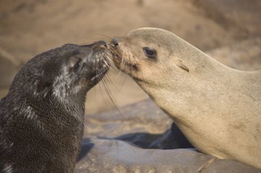 Namibya, Güneşli bir günde Cape Cross fok kolonisi