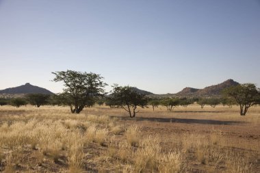 Güneşli bir yaz gününde Namibya manzara