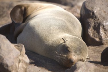Bulutlu bir günde deniz aslanı yakın çekim