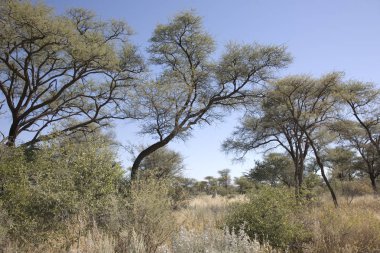 Güneşli bir yaz gününde Namibya manzara