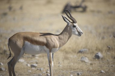 Güneşli bir bahar gününde savana Namibya impala yakın