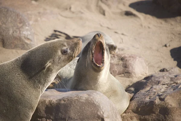 Namibië Cape Cross Seal Colony Sunny Day — Stockfoto