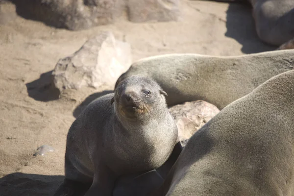 Seelöwe Nahaufnahme Einem Bewölkten Tag — Stockfoto