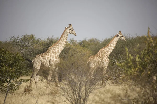 Namibie Une Paire Girafes Gros Plan Par Une Journée Ensoleillée — Photo