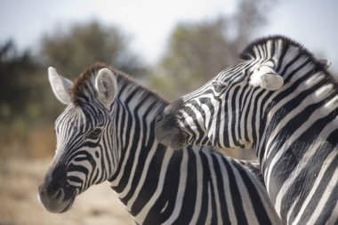 Güneşli bir günde Namibya Etosha Zebra Milli Parkı closeup