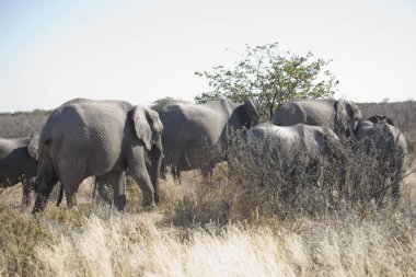 Namibya Etosha Milli Parkı filler güneşli bir günde closeup