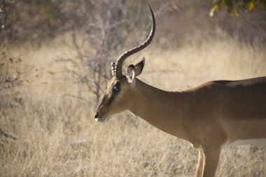 Güneşli bir kış gününde Namibya Etosha Impala Milli Parkı closeup