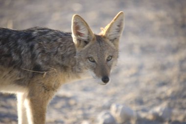 Namibya Etosha Ulusal Park jackal yakın çekim güneşli bir kış gününde